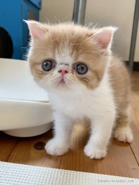 ID:2106-01826の子猫