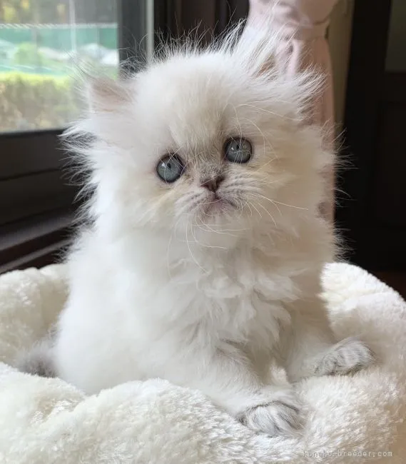 ID:2105-00895の子猫