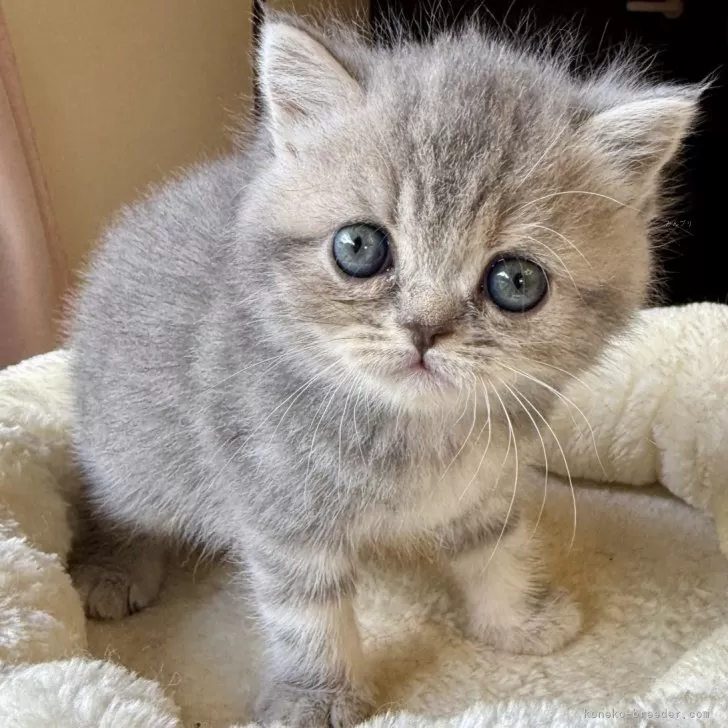 ID：2410-03416の子猫