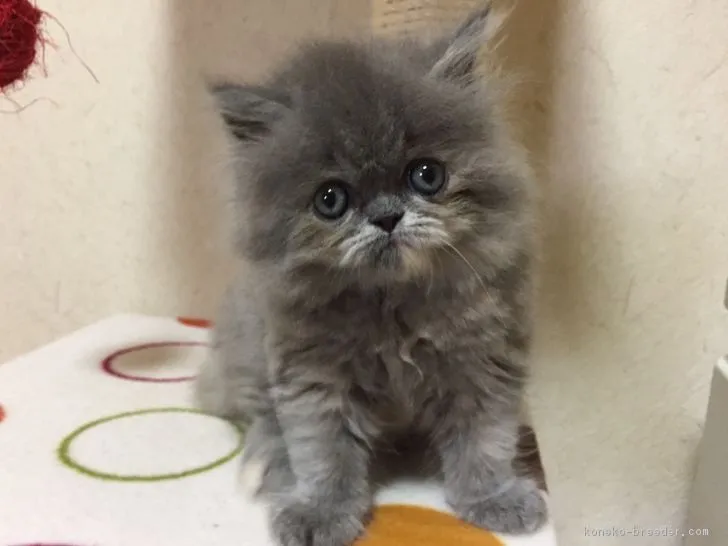 ID：1807-01142の子猫