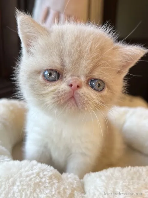 ID：2111-00023の子猫