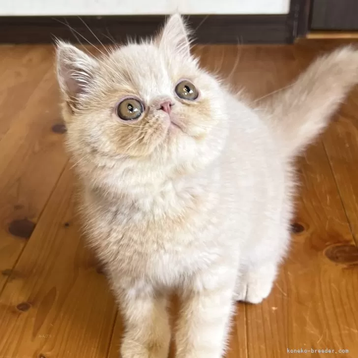 ID:2404-02023の子猫