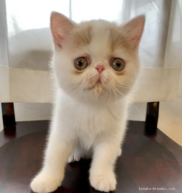 ID：2003-01215の子猫