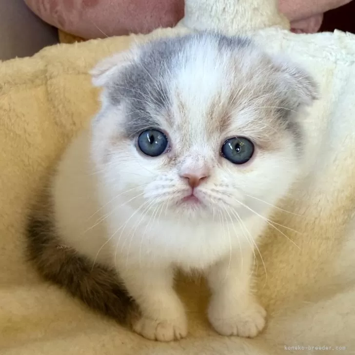 ID：2410-03413の子猫