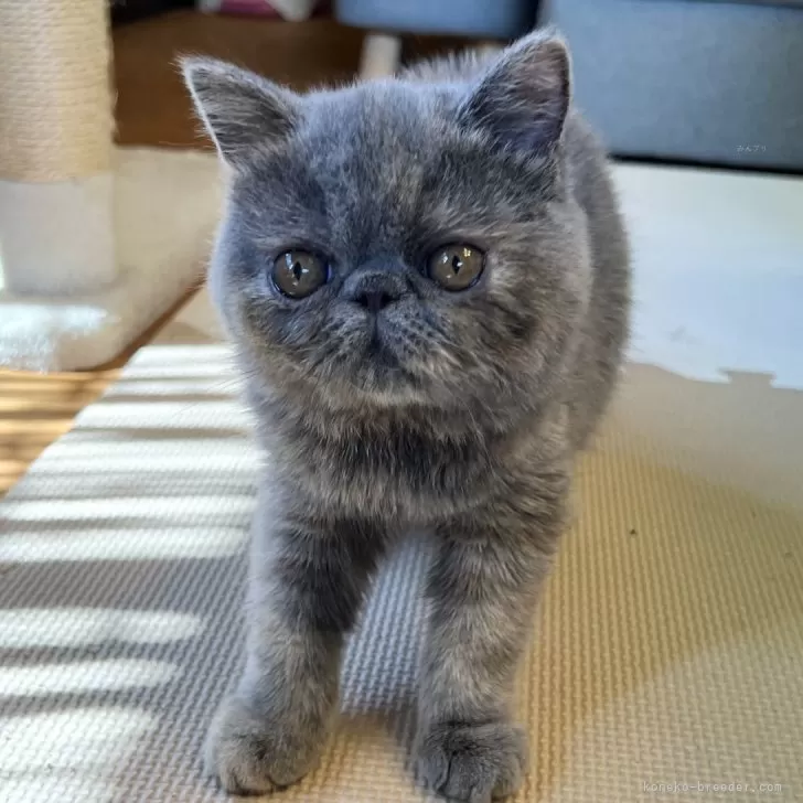 ID：2405-03353の子猫