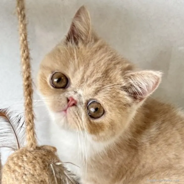 ID:2305-01974の子猫