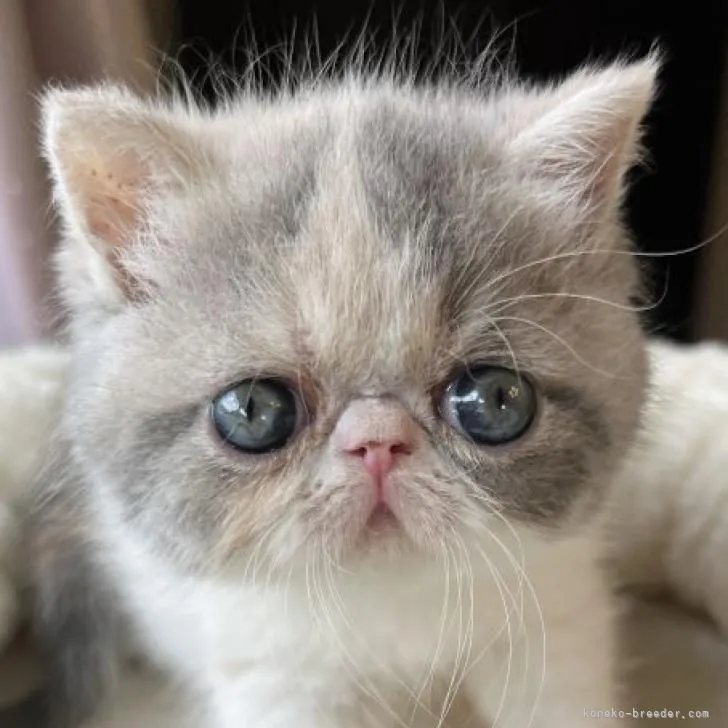 ID：2207-00559の子猫