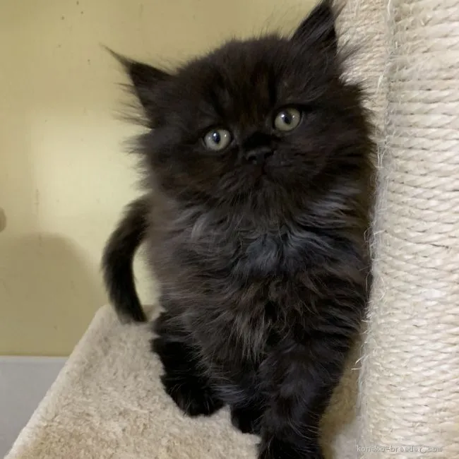 Y.N 様のお迎えした子猫