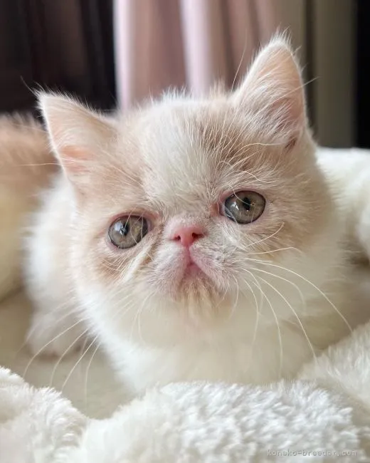 ID：2204-00351の子猫