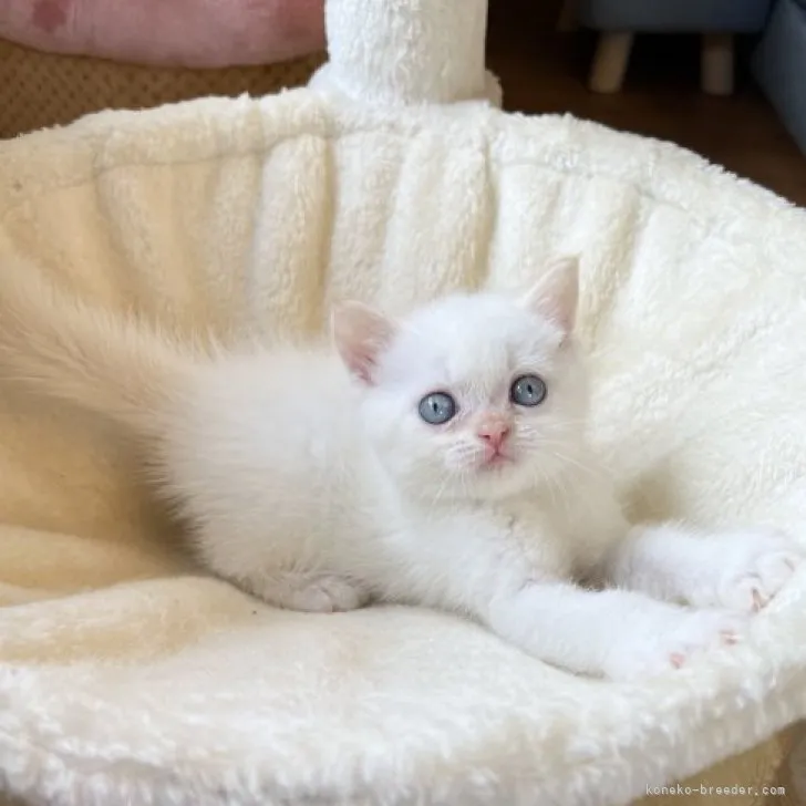 ID:2308-02874の子猫