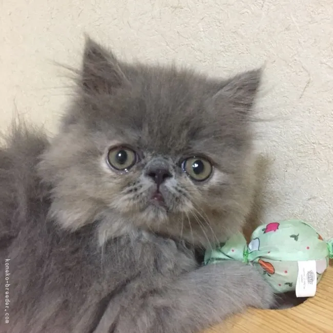 ID：1807-01145の子猫