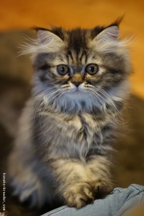 ID:1709-00711の子猫