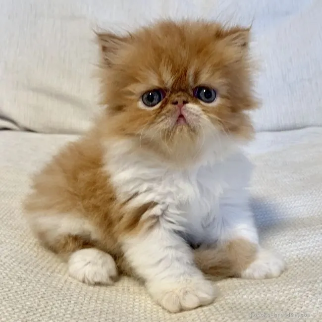 ID：1910-00314の子猫