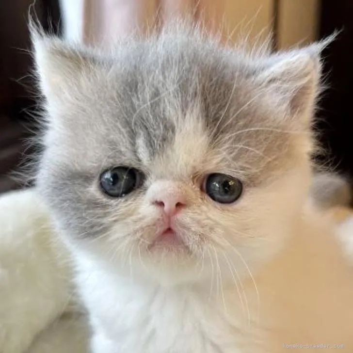 ID:2206-00927の子猫