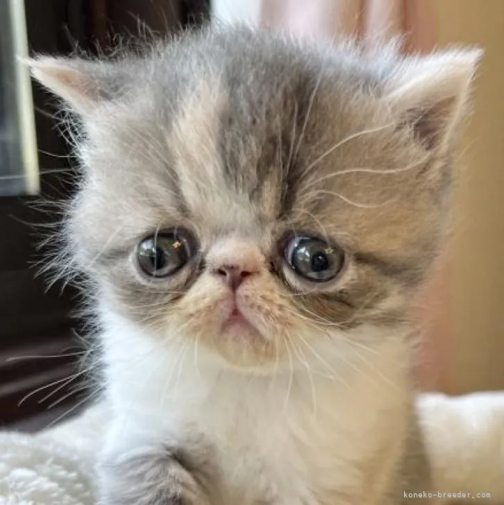 ID:2206-01038の子猫