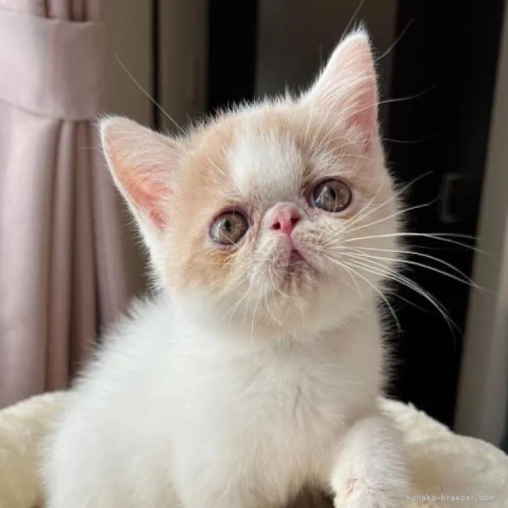 ID:2209-00958の子猫
