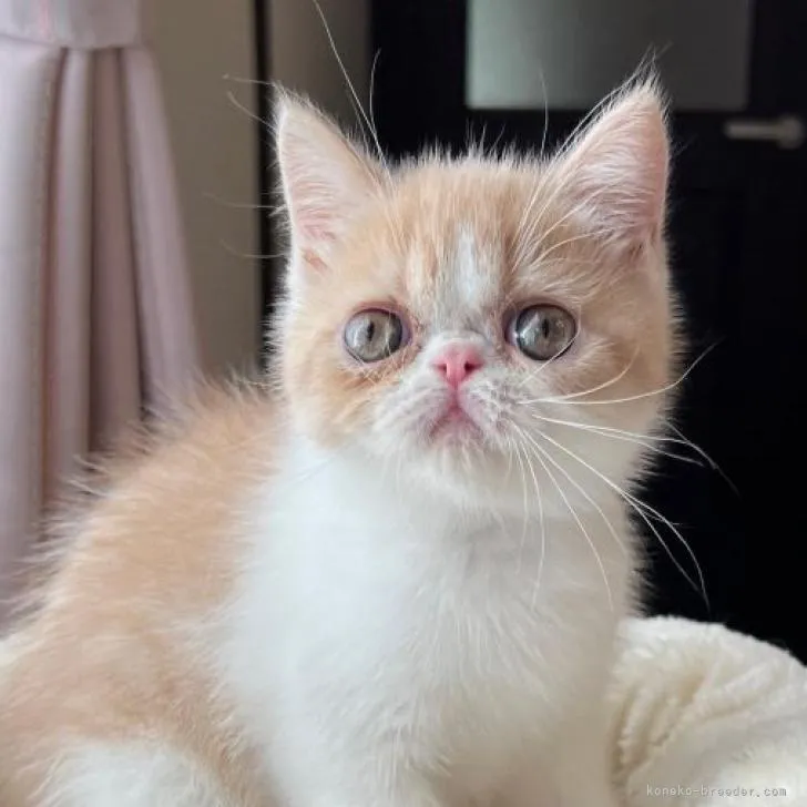 ID：2209-00954の子猫