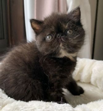 エキゾチックショートヘア【兵庫県・女の子・2020年5月14日・トーティーシェル】の写真「鼻ぺちゃタレ目の可愛い女の子💕😍」