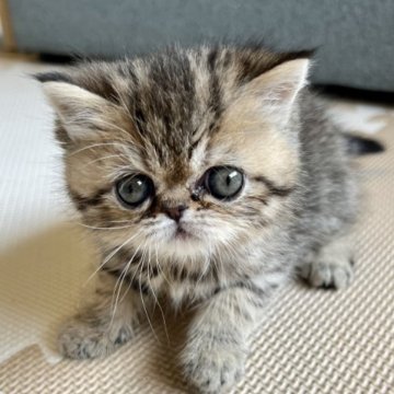 エキゾチックショートヘア【兵庫県・女の子・2023年2月21日・ブラウンタビー】の写真「お転婆元気人懐っこい甘えん坊ちゃん😍💕」