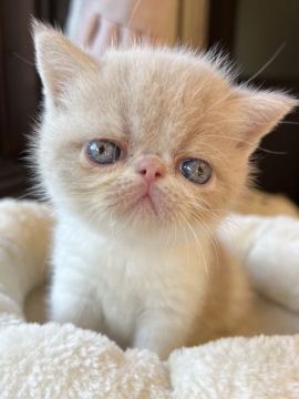 エキゾチックショートヘア【兵庫県・男の子・2021年9月20日・クリームタビー&ホワイト】の写真「鼻ぺちゃタレ目甘えん坊ちゃん😍💕」