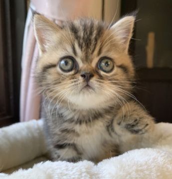 エキゾチックショートヘア【兵庫県・男の子・2020年7月17日・ブラウンタビー】の写真「元気わんぱく可愛い甘えん坊😍」