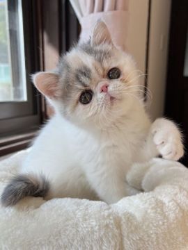 エキゾチックショートヘア【兵庫県・女の子・2021年9月20日・ダイリュートキャリコバン】の写真「鼻ぺちゃタレ目甘えん坊ちゃん😍💕」