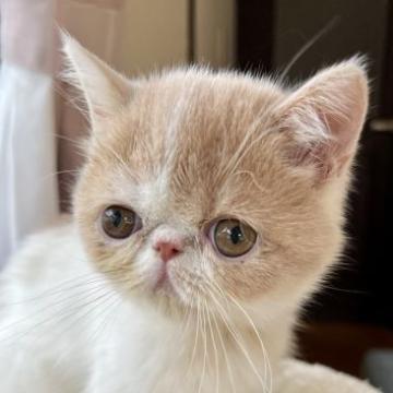 エキゾチックショートヘア【兵庫県・女の子・2022年8月1日・クリームタビー&ホワイトバン】の写真「タレ目で可愛いマイペース超甘えんちゃん😍💕」