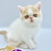 エキゾチックショートヘア【兵庫県・男の子・2019年4月25日・】の写真3「ヤンチャで活発君😽」