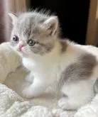 エキゾチックショートヘア【兵庫県・女の子・2022年5月15日・ブルータビー&ホワイト】の写真3「可愛い毛色です😍💕」