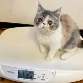 エキゾチックショートヘア【兵庫県・女の子・2025年2月11日・ダイリュートキャリコ】の写真10