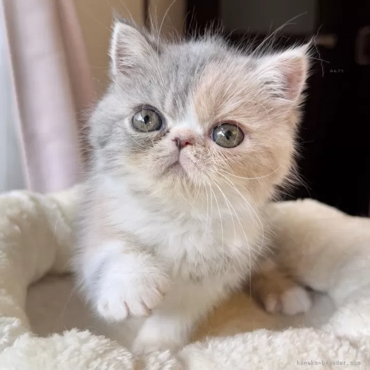 ID:2501-01934の子猫