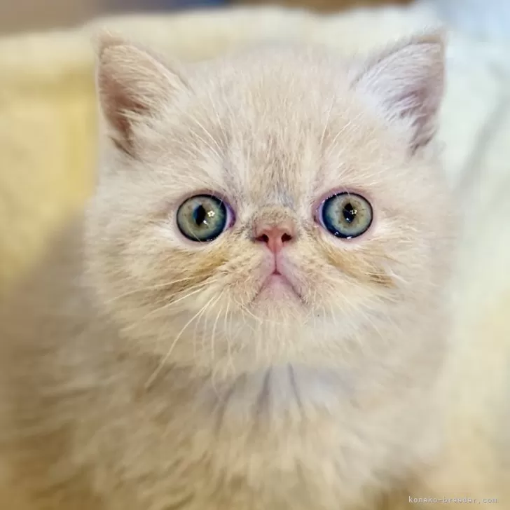 ヒナ 様のお迎えした子猫