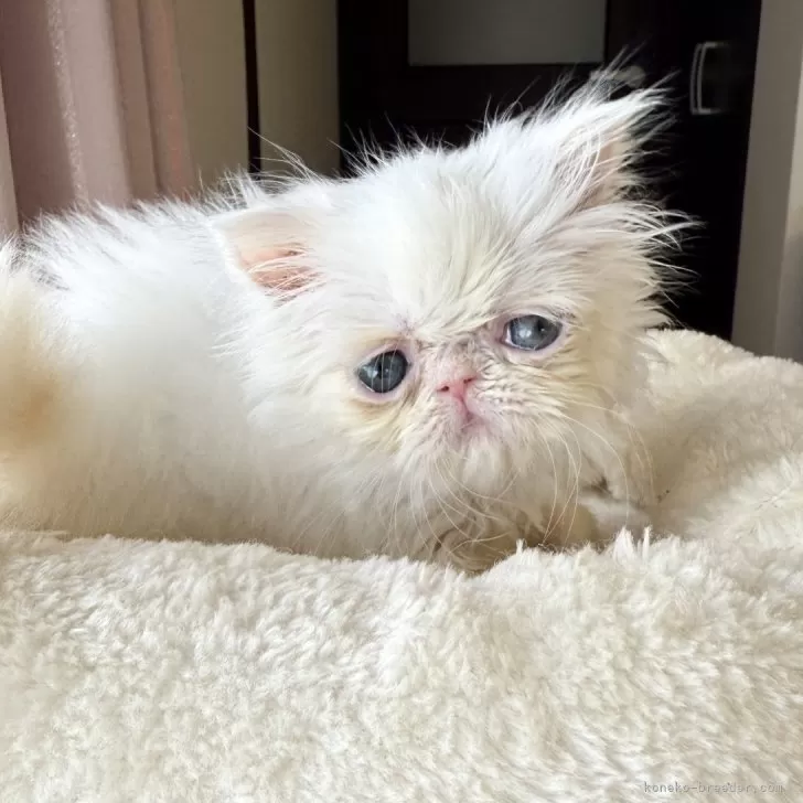 ID：2505-01435の子猫