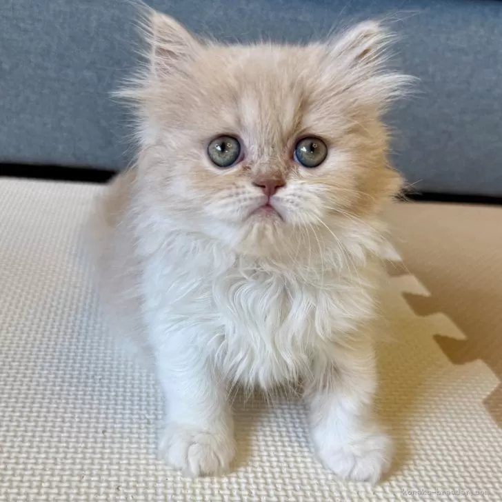 もこちゃん 様のお迎えした子猫