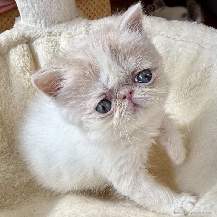 ID:2505-01434の子猫