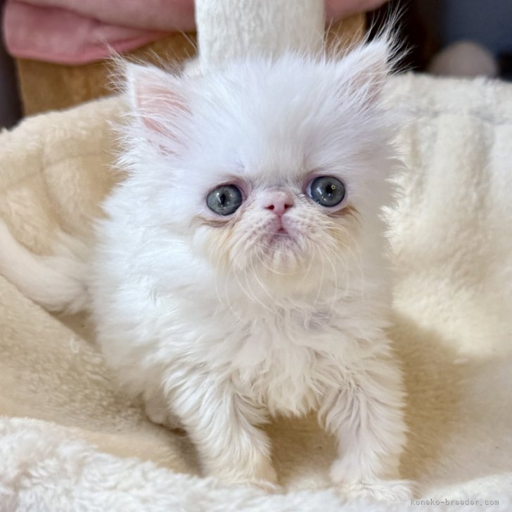 6ヶ月♡子猫ちゃん♡エキゾチックロングヘア♡アートドール