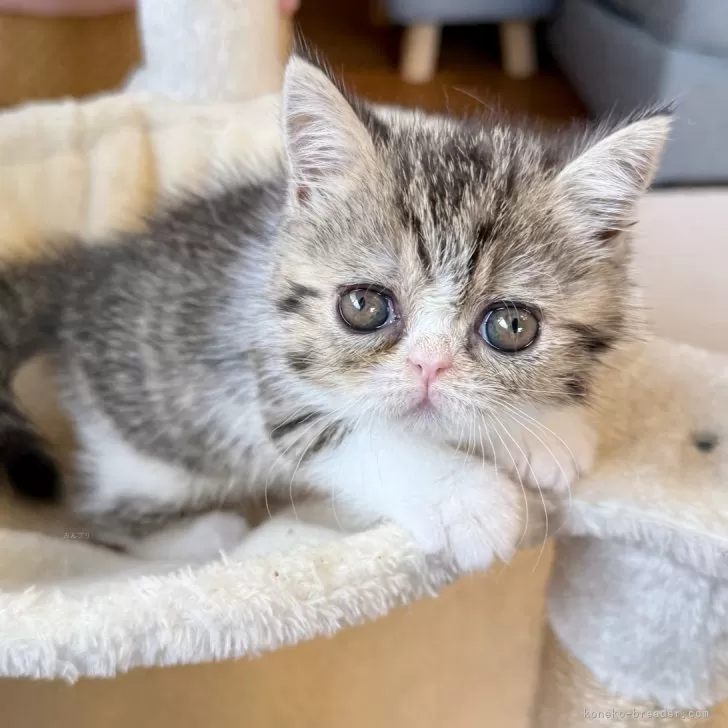 ID：2505-00268の子猫