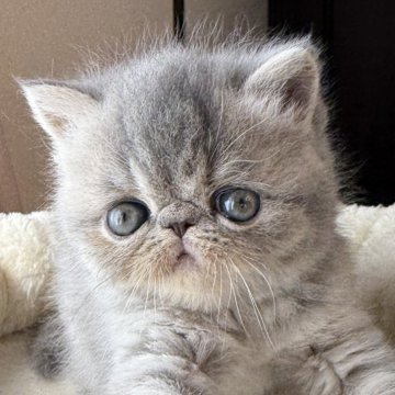 エキゾチックショートヘア【兵庫県・女の子・2025年10月9日・ブルーパッチドタビー】の写真「可愛い甘えん坊ちゃん😍🩷」