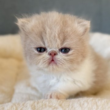 エキゾチックショートヘア【兵庫県・男の子・2025年11月7日・クリームタビー&ホワイト（ロング）】の写真「ふわふわロングヘアーの可愛い超甘えん坊くん😍🩷」