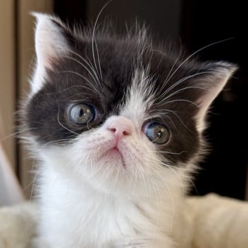 エキゾチックショートヘア【兵庫県・女の子・2025年10月28日・ブラック&ホワイト】の写真「とっても可愛い超甘えん坊ちゃん😍🩷」