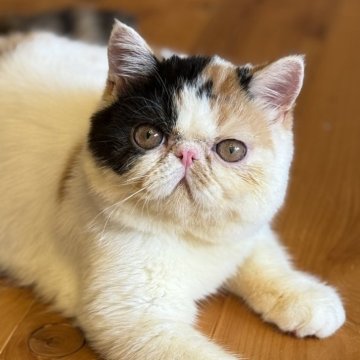 エキゾチックショートヘア【兵庫県・女の子・2025年4月19日・キャリコ】の写真「可愛い甘えん坊ちゃん😍❤️」