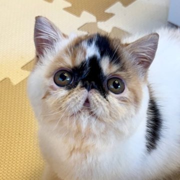 エキゾチックショートヘア【兵庫県・女の子・2025年4月19日・キャリコ】の写真「可愛い甘えん坊ちゃん😍❤️」
