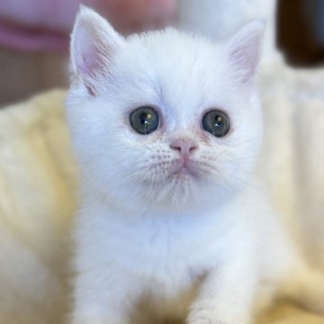 エキゾチックショートヘア【兵庫県・女の子・2025年9月8日・ホワイト】の写真「クリクリおめめの可愛い甘えん坊ちゃん😍🩷」
