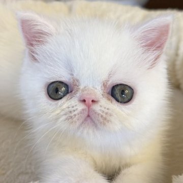 エキゾチックショートヘア【兵庫県・女の子・2025年9月8日・ホワイト】の写真「クリクリおめめの可愛い甘えん坊ちゃん😍🩷」