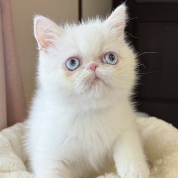 エキゾチックショートヘア【兵庫県・男の子・2025年9月8日・ホワイト】の写真「ブルーアイの可愛い甘えん坊くん😍🩷」