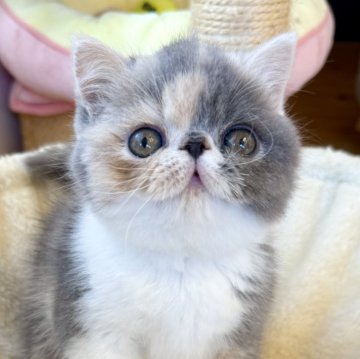 エキゾチックショートヘア【兵庫県・女の子・2025年9月20日・ダイリュートキャリコ】の写真「コロコロの可愛い甘えん坊ちゃん😍🩷」