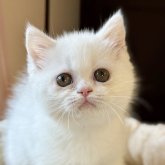 エキゾチックショートヘア