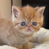 エキゾチックショートヘア
