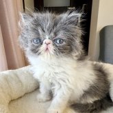 エキゾチックショートヘア