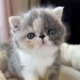 エキゾチックショートヘア